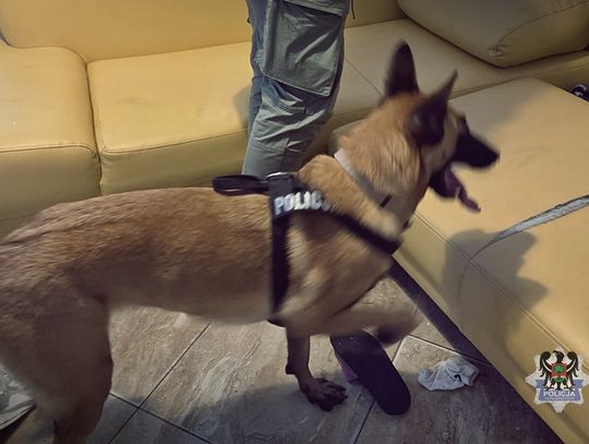 Policjanci weszli z psem na przeszukania. Znaleźli ponad 2 kg narkotyków i zatrzymali trzy osoby