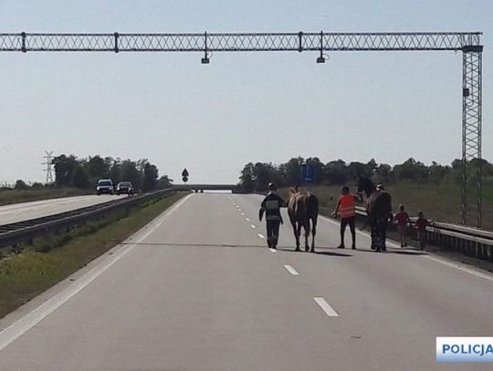 Policjanci wstrzymali ruch na autostradzie, żeby bezpiecznie odprowadzić konie na parking