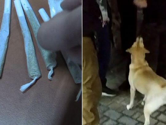 Policjanci z psami wpadli na festiwal rapu. Zatrzymano 25 osób z narkotykami