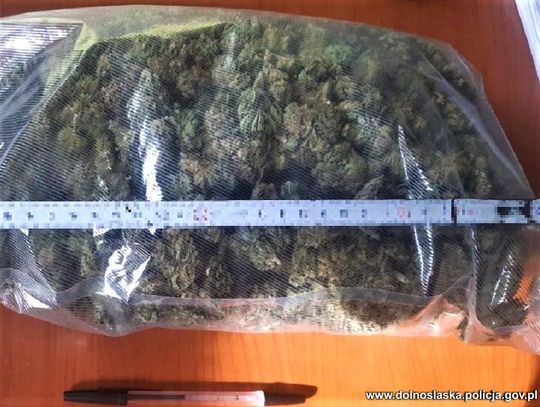 Policjanci z psem sprawdzili szafki w zakładzie pracy. Znaleźli ponad 1,5 kg marihuany