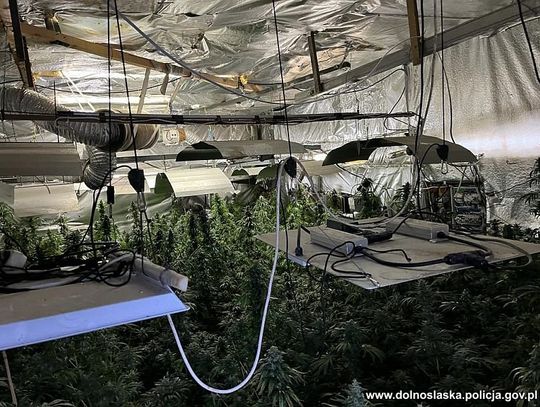 Policjanci zlikwidowali dużą plantację marihuany. Przejęte 5 kg zioła i 150 krzewów [WIDEO, FOTO]