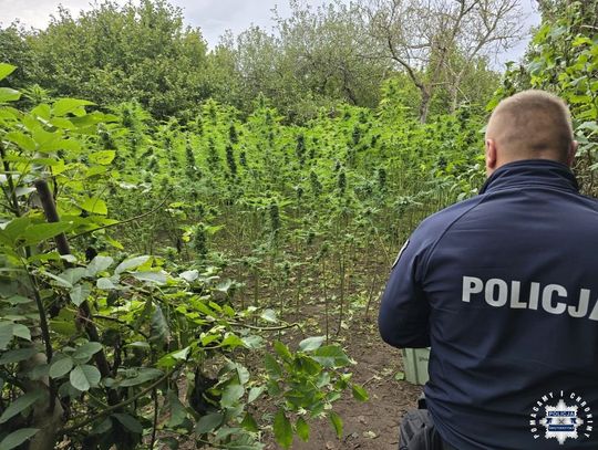 Policjanci zlikwidowali dwie plantacje konopi. Przejęto blisko 800 roślin i kilogramy narkotyków