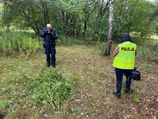 Policjanci zlikwidowali leśną uprawę konopi. Marihuana miała trafić do uczniów szkół podstawowych