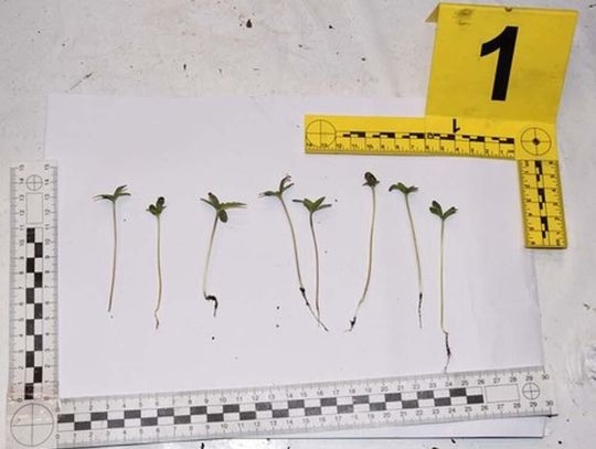 Policjanci zlikwidowali plantację marihuany. 30-latek odpowie za znaczną ilość narkotyków. Grozi mu 10 lat Policjanci zlikwidowali plantację marihuany. 30-latek odpowie za znaczną ilość narkotyków. Grozi mu 10 lat