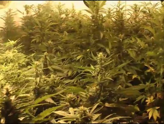 Policjanci znaleźli 8 kg marihuany i ponad pół tysiąca krzewów. WIDEO