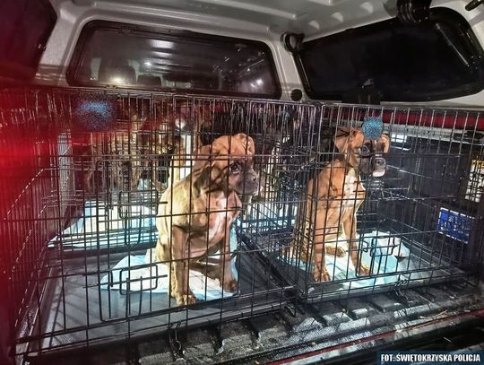 Policyjna interwencja w nielegalnej hodowli psów. Odebrano 11 zwierząt i znaleziono trzy truchła