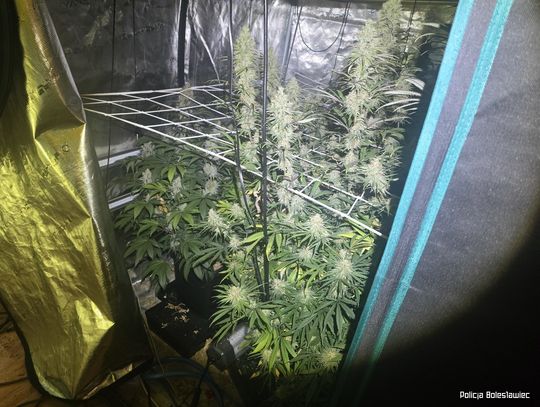 Policyjny nalot na trzy mieszkania. Para zatrzymana z kilogramem narkotyków