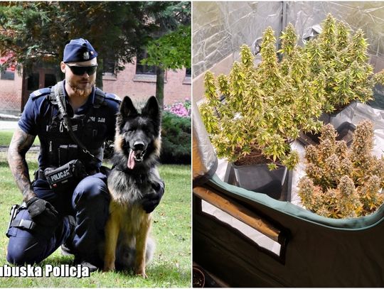 Policyjny pies Tobi pomógł w zatrzymaniu mężczyzny posiadającego marihuanę i grzyby halucynogenne