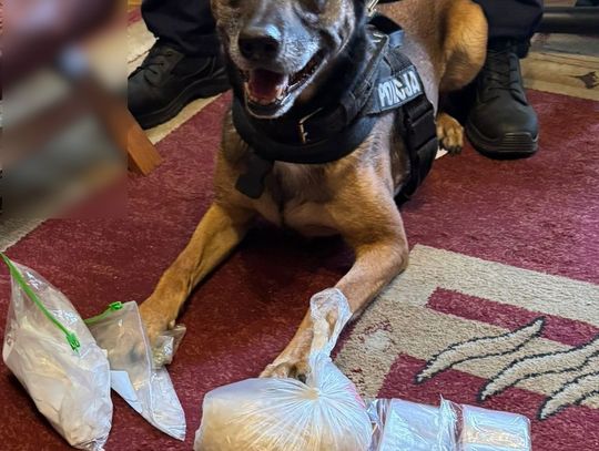 Ponad kilogram narkotyków w mieszkaniu 29-latka. Mężczyzna aresztowany po nalocie kryminalnych