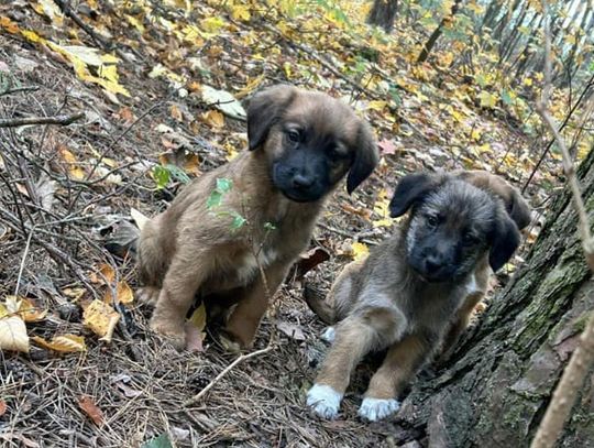 Porzuciła szczeniaki, bo „nie dała rady ich wykarmić”. 72-letniej kobiecie grozi więzienie