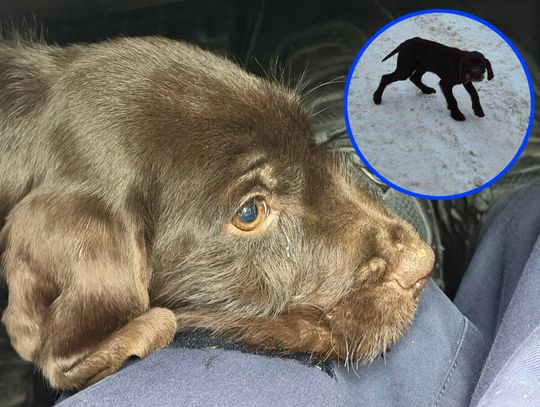 Porzucony szczeniaczek błąkał się na drodze pod lasem. Zamarzłby, ale w porę zauważyli go policjanci