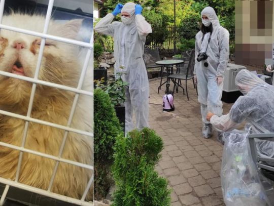 Poszukiwany listem gończym hodował koty perskie. Policjanci uratowali zwierzęta