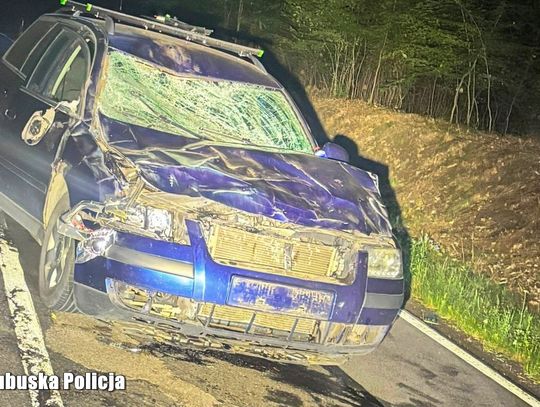 Potężny żubr stanął na drodze passata. Zwierzę nie przeżyło zderzenia