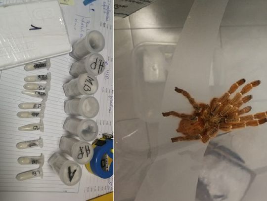 Pracownik sortowni w kontrolowanej paczce znalazł 40 egzotycznych pająków