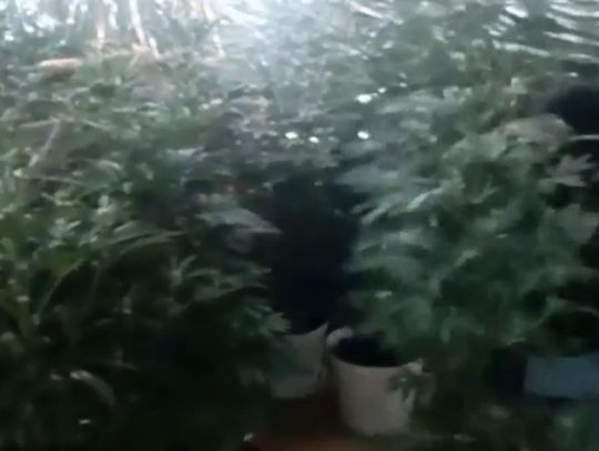 Prawie 24 kg marihuany i kilkaset krzewów konopi ukryte w domu [WIDEO]