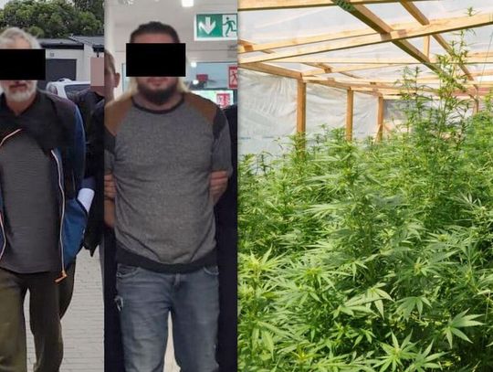 Prawie 300 krzewów w profesjonalnym tunelu i kilogramy narkotyków. Zlikwidowano dużą uprawę konopi