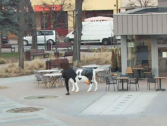 Przewrócił krowę i zaatakował policjantów. Mężczyzna nachodził też własną matkę