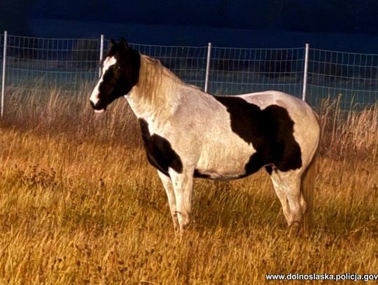 Przy autostradzie spacerował koń i w każdej chwili mógł wbiec na jezdnię. Policjanci musieli działać szybko