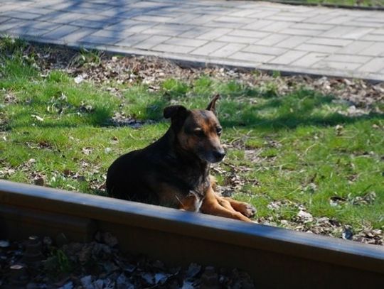 Przywiązał psa do torów kolejowych i zostawił go na pewną śmierć