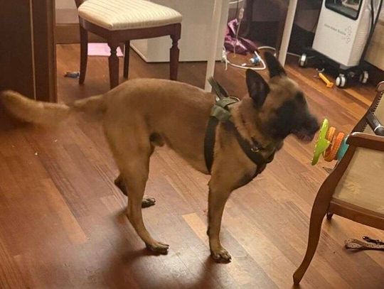 Raporty Sanepidu ściągnęły uwagę policji na szajkę dilerów. Podczas akcji zatrzymano 9 osób