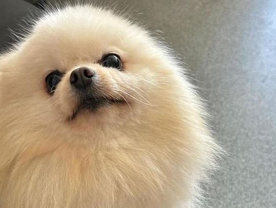 Razem z kolegą ukradł psa wartego kilkadziesiąt tysięcy złotych i chciał go dać w prezencie dziewczynie