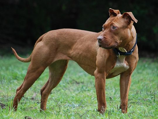 Recydywista spuścił pitbulla na... samochód. Agresywny pies uszkodził pojazd