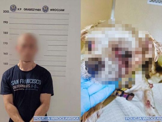 Robił straszne rzeczy psu swojej dziewczyny, a potem się ukrywał. Teraz idzie za to do więzienia