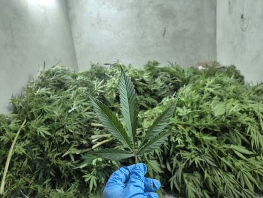 Rolnik kosił kukurydzę, na polu odnalazł plantację konopi. Natychmiast wezwał policjantów