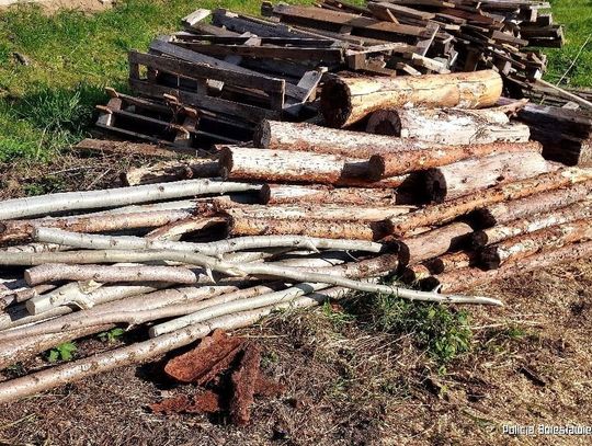 Sąsiedzi odpowiedzą za kradzież drewna. Wycięli 268 drzew: część zachowali na opał, resztę sprzedali