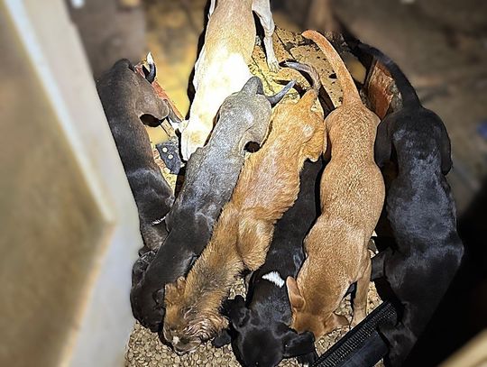 Sąsiedzi skarżyli się na szczekanie i smród dochodzący z mieszkania. W środku było dziewięć wygłodzonych psów Sąsiedzi skarżyli się na szczekanie i smród dochodzący z mieszkania. W środku było dziewięć wygłodzonych psów