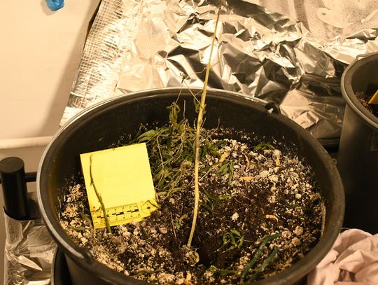 Skłamał, że jest poważnie ranny po wypadku na motocyklu. Służby wyważyły drzwi i znalazły zioło