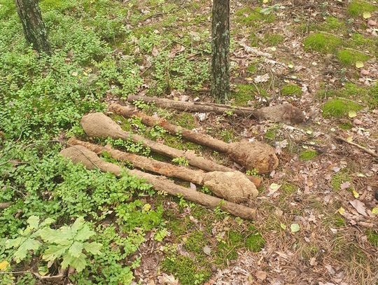 Spacerowicze znaleźli w lesie sześć panzerfaustów. Konieczne było wezwanie saperów