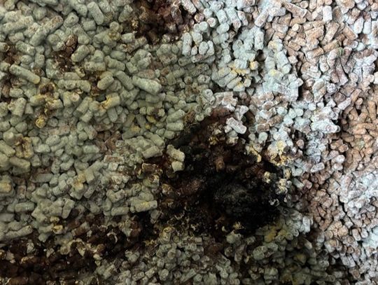 Spleśniała śruta słonecznikowa zatrzymana na granicy z Ukrainą. 280 ton paszy nie wjechało do Polski