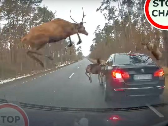 Stado "latających" jeleni zaatakowało BMW. Innemu kierowcy udało się to nagrać. WIDEO