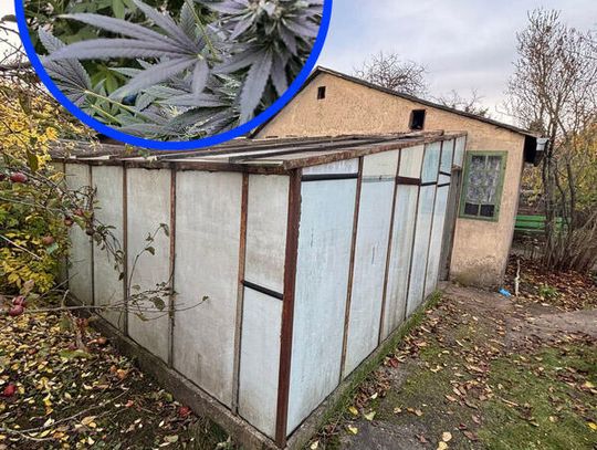 Szklarnia w rodzinnych ogródkach działkowych kryła tajemnicę. 18-latek uprawiał w niej konopie