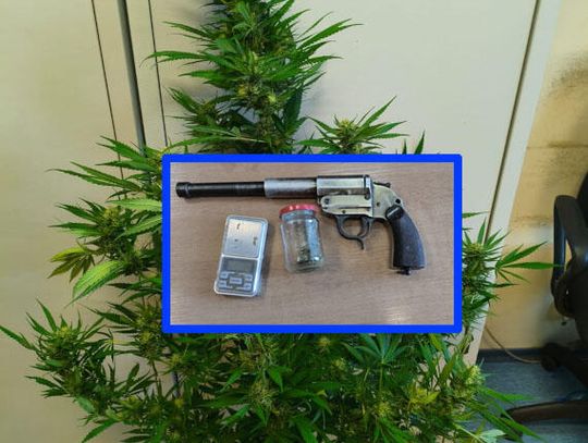 Szukali narkotyków w pokoju 17-latka, w tym czasie jego matka próbowała ukryć 1,5 metrowy krzew konopi