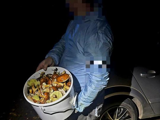 Tak wciągnęło go zbieranie grzybów, że zgubił się w lesie. Znaleźli go z pełnym wiadrem