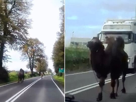 To było jego pięć minut. Wielbłąd uciekł z cyrku i spacerował drodze. WIDEO