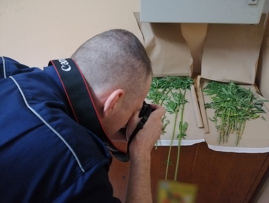 To nie miało prawa się udać. Chłopak posadził konopie w ogrodzie przed domem