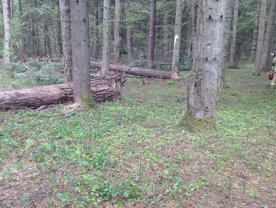 Tragedia podczas wycinki lasu. Nie żyje 43-letni mężczyzna