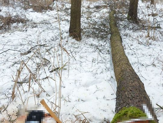 Tragiczny wypadek podczas wycinki drzew. Mężczyzna zginął po uderzeniu przez spadający konar Tragiczny wypadek podczas wycinki drzew. Mężczyzna zginął po uderzeniu przez spadający konar