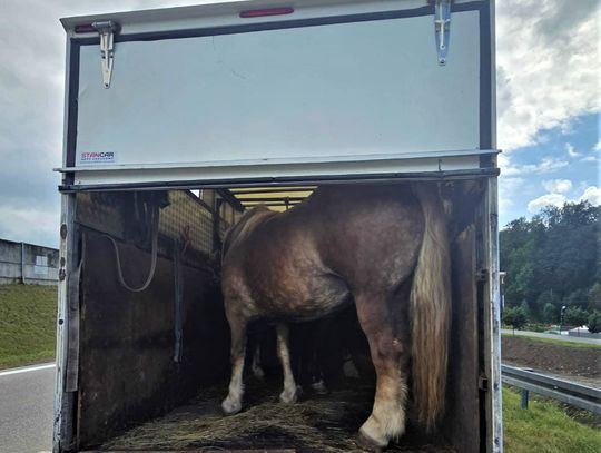 Trzy konie w dostawczaku. Mógł przewozić 460 kg, zwierzęta ważyły blisko 3 tony