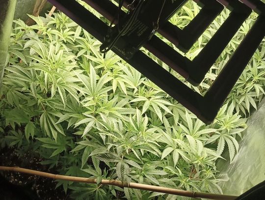 Trzy mieszkania, a w każdym plantacja marihuany. Właścicielowi grozi 20 lat