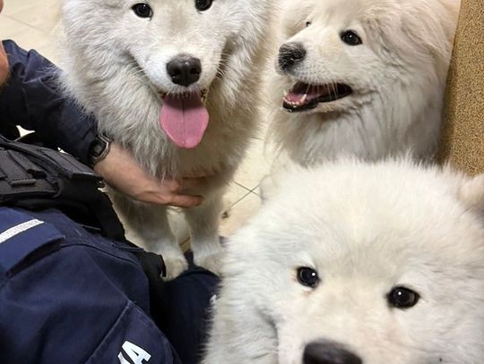 Trzy samojedy zwiały w święta właścicielowi. Policjanci zabrali je na komendę Trzy samojedy zwiały w święta właścicielowi. Policjanci zabrali je na komendę