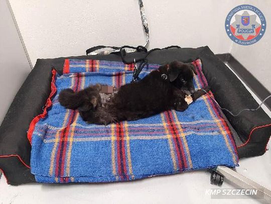 Trzymał na posesji psa w agonalnym stanie. 85-latek nie wpuścił obrońców zwierząt. Konieczne było wezwanie policji