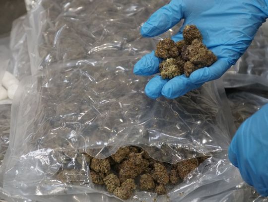 Udaremniony przemyt marihuany na Okęciu. W przesyłce części samochodowych z Kanady znaleźli 34 kg marihuany