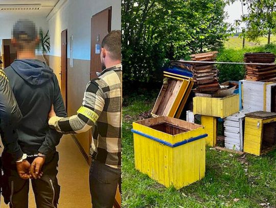 Ukradli 19 uli razem z pszczołami i miodem. Sprawcy zatrzymani