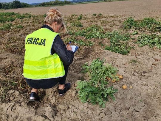 Ukradli z pola 1700 kg ziemniaków, a potem sprzedali je na lokalnej giełdzie