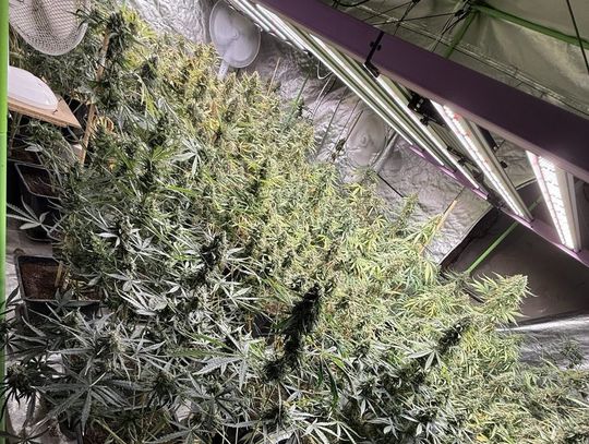 Uprawiał konopie i miał 6 kg marihuany. Policjanci pojechali za nim do sąsiedniego województwa