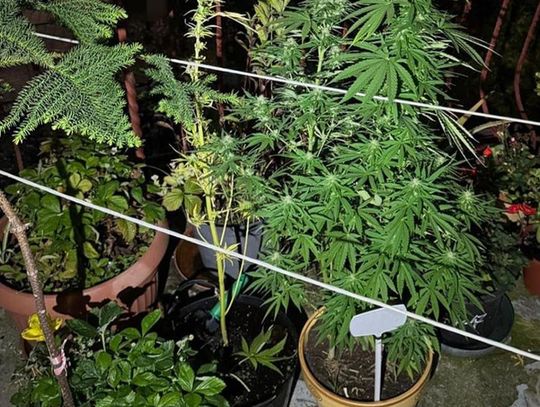 Uprawiał konopie na balkonie między kwiatami. Policjanci zauważyli je podczas jednej z interwencji